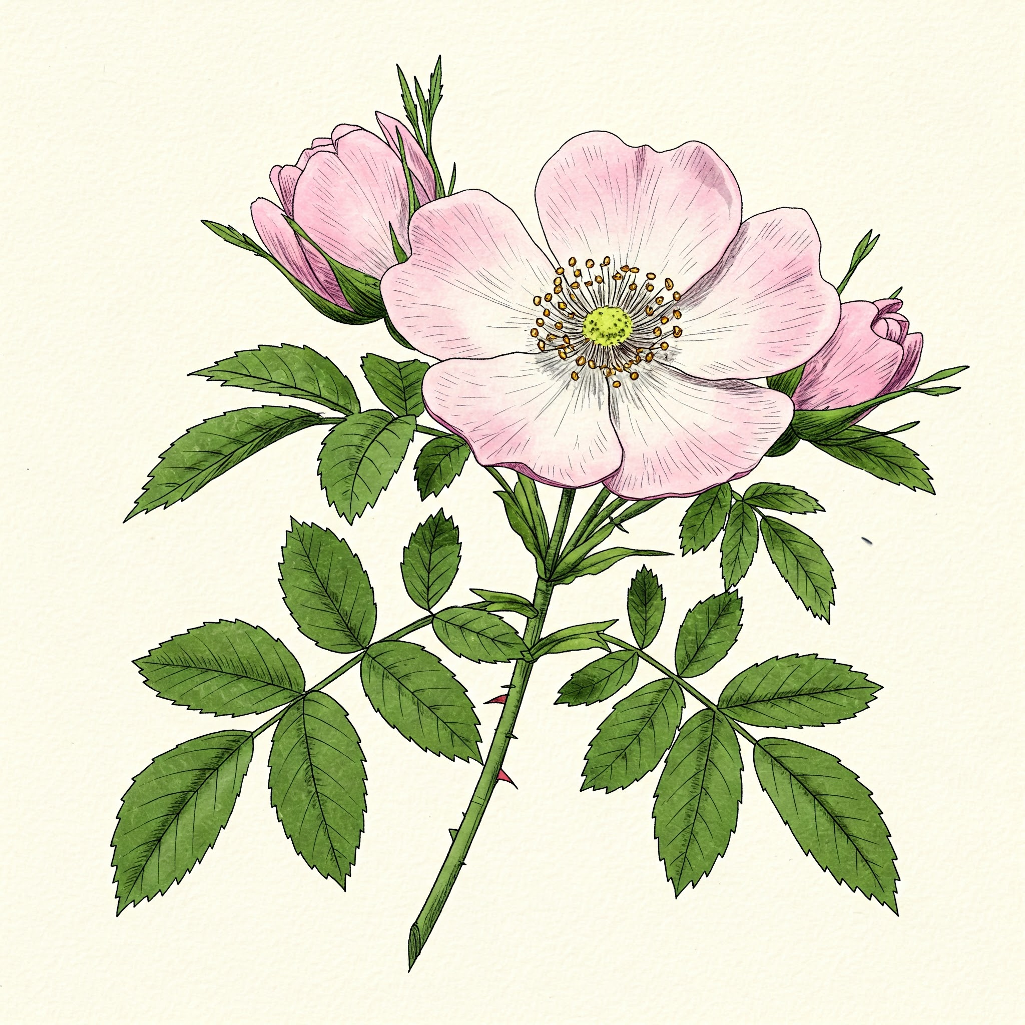 Dog Rose