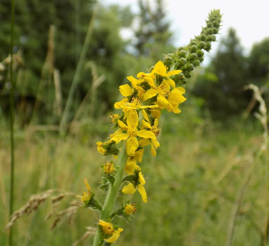 Common Agrimony
