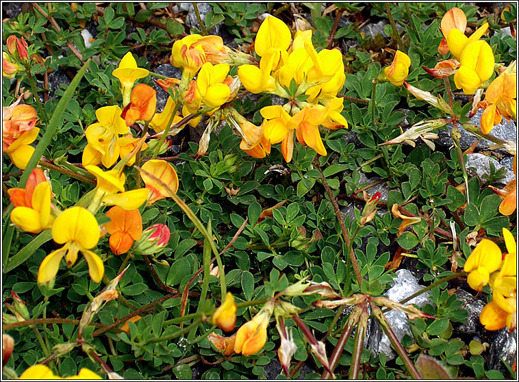 Bird's Foot Trefoil