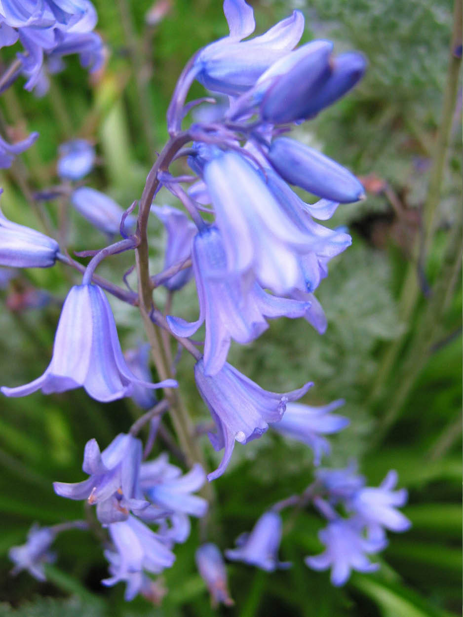 Bluebell