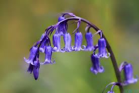 Bluebell