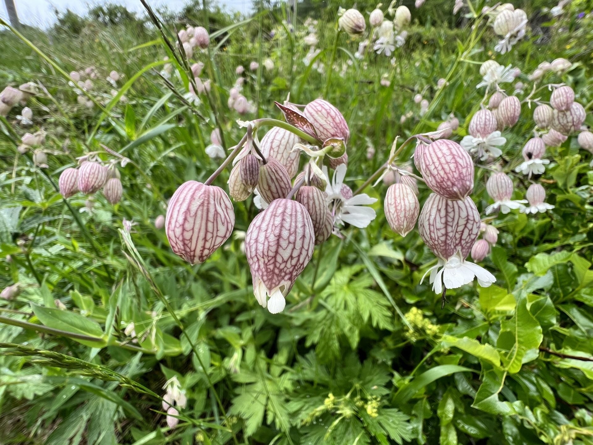 Bladder Campion