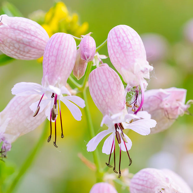 Bladder Campion