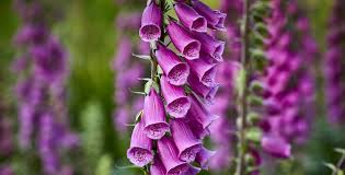 Foxglove