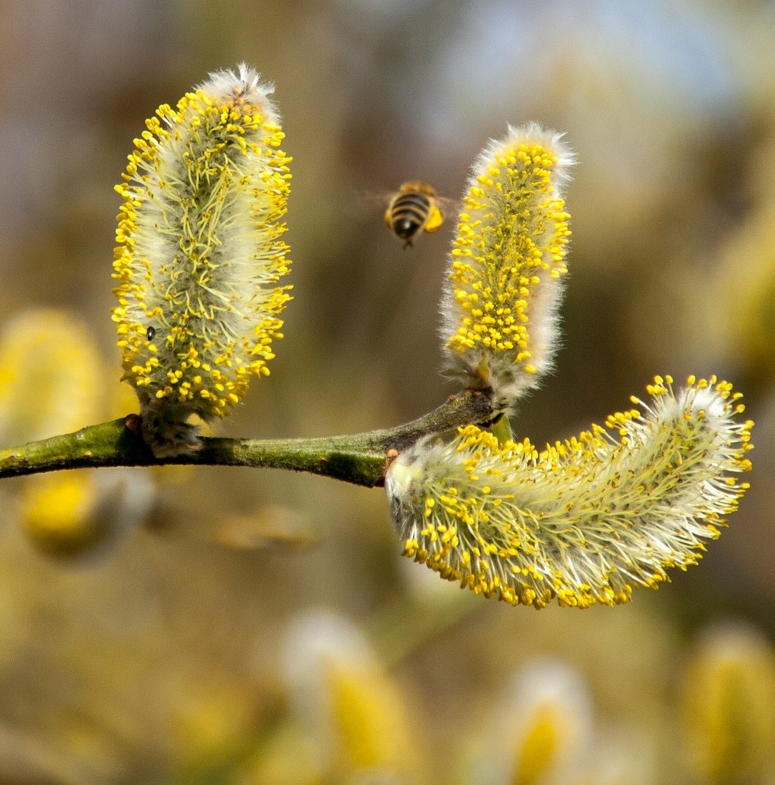 Goat Willow