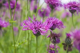 Common Knapweed