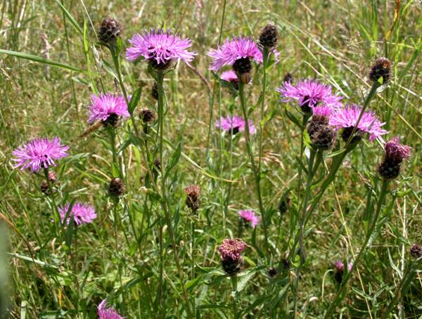 Common Knapweed