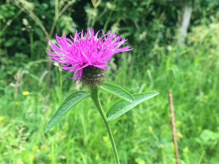 Common Knapweed