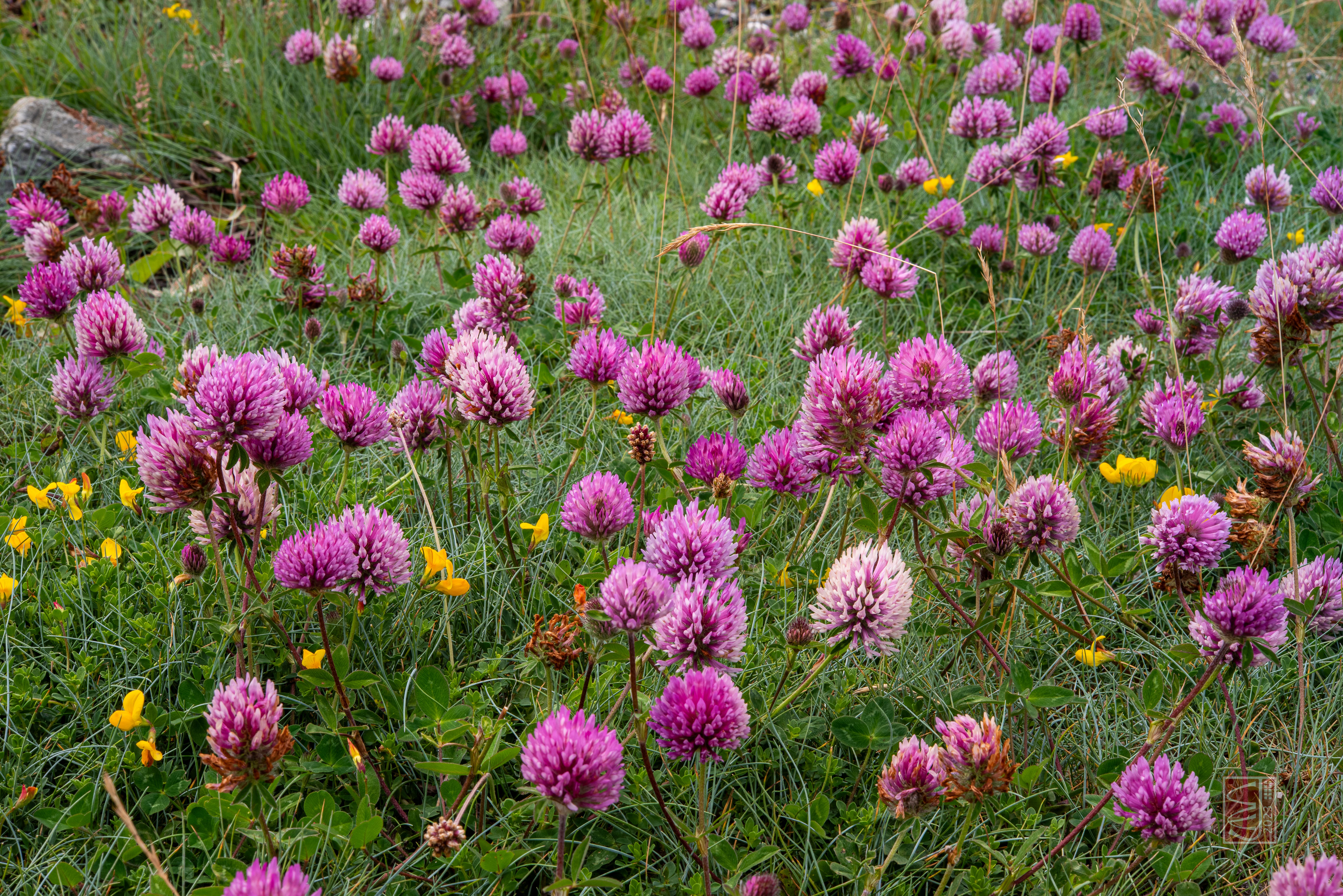 Red Clover