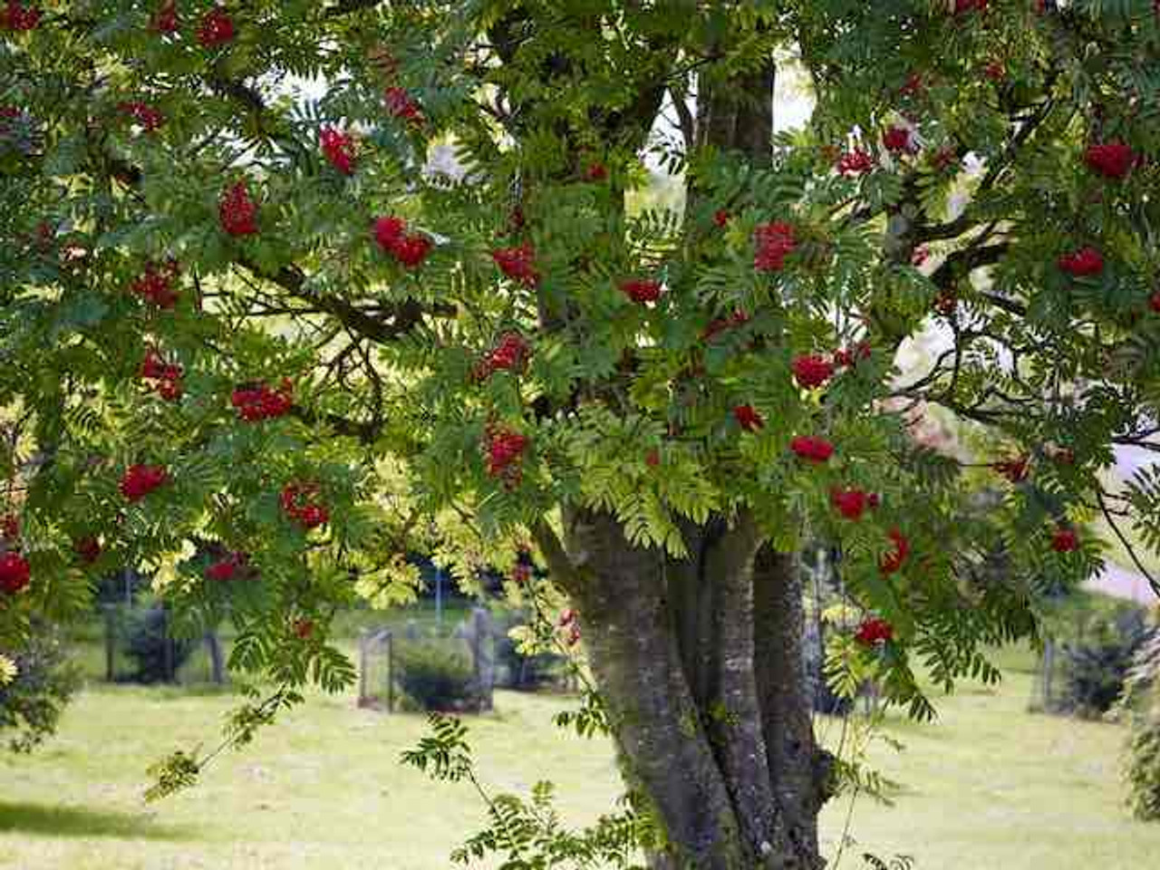 Rowan (Mountain Ash)