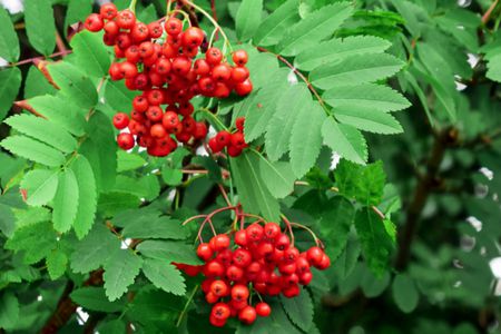 Rowan (Mountain Ash)