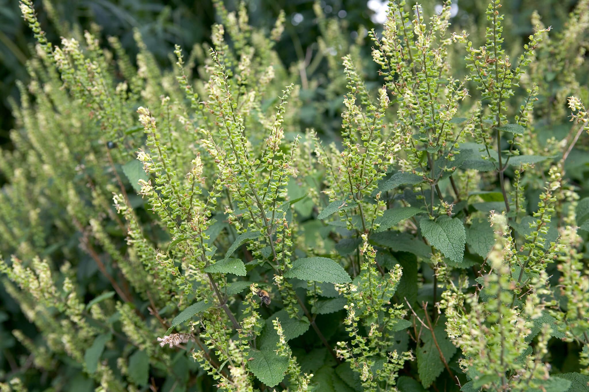 Wood Sage