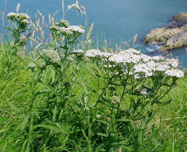 Yarrow