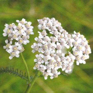 Yarrow