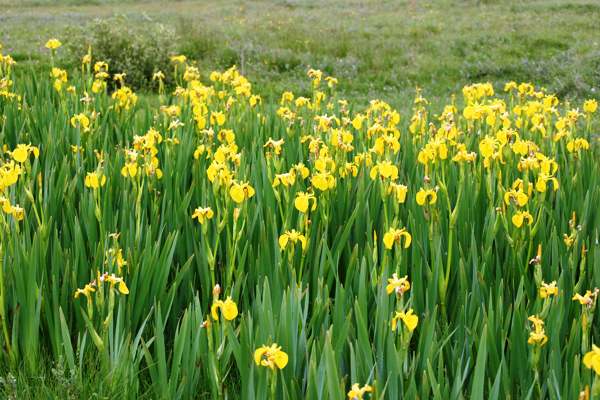 Yellow Flag Iris