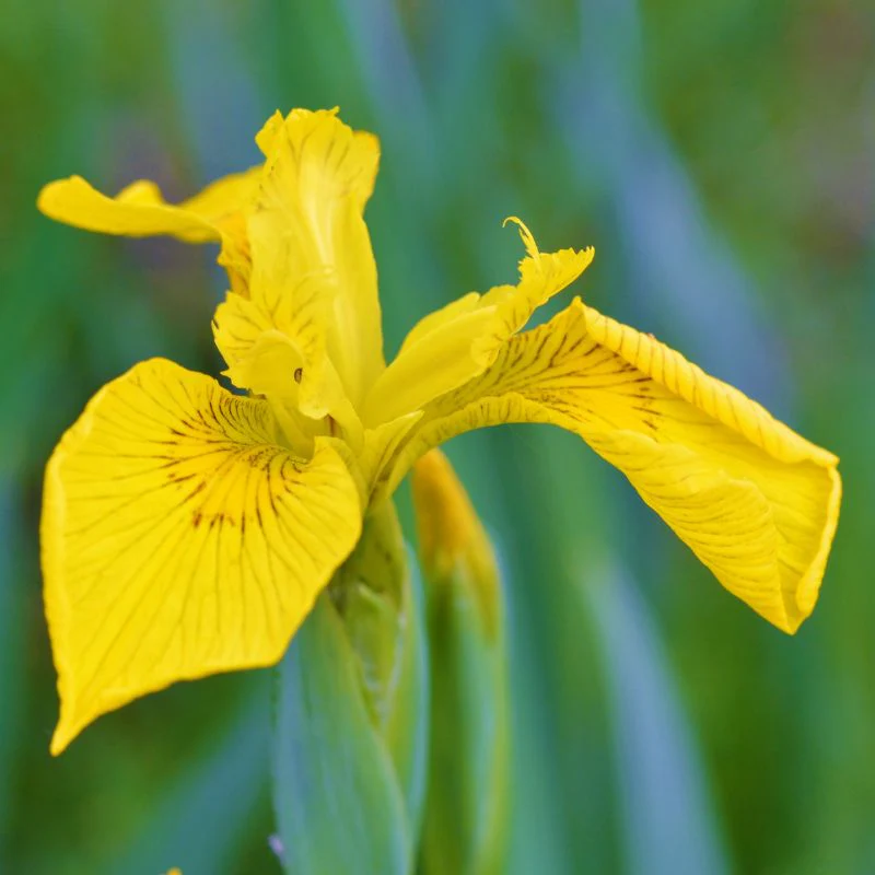 Yellow Flag Iris