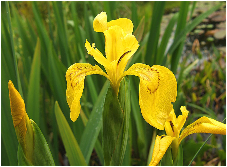 Yellow Flag Iris