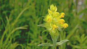 Yellow Rattle