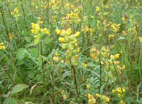 Yellow Rattle
