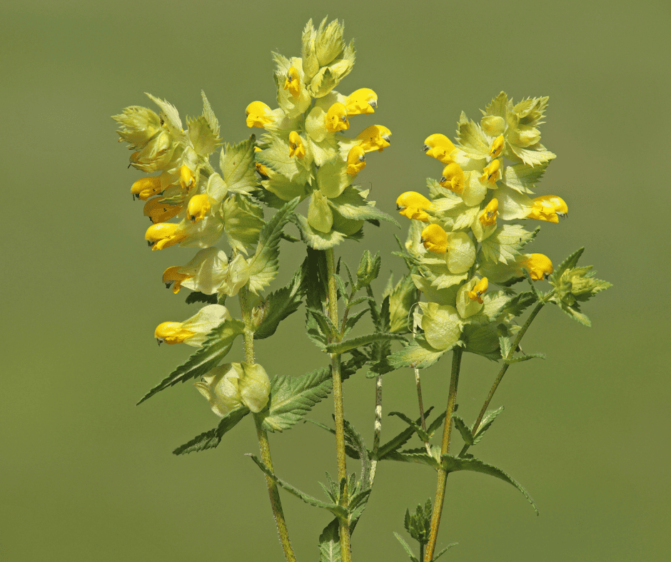Yellow Rattle