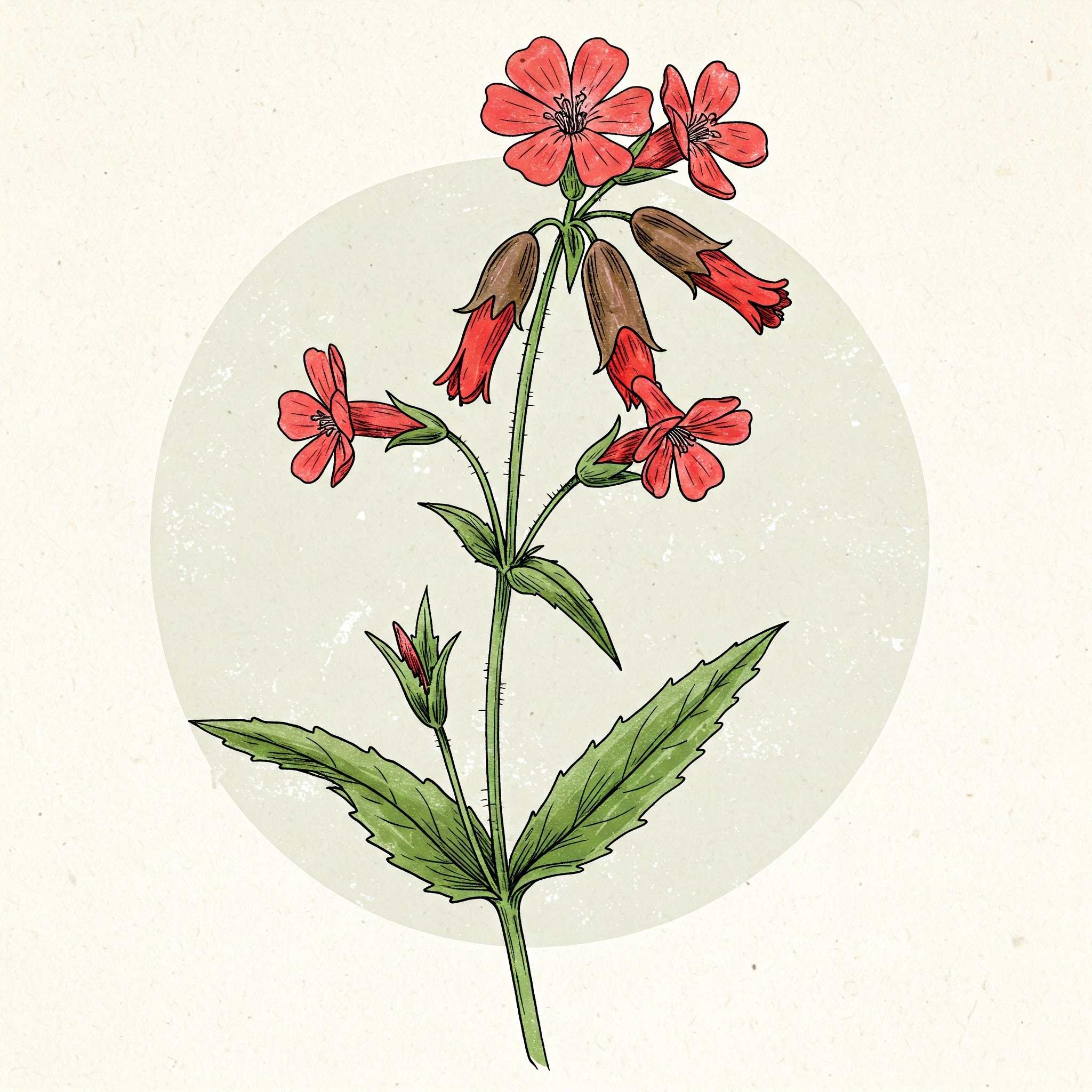 Red Campion